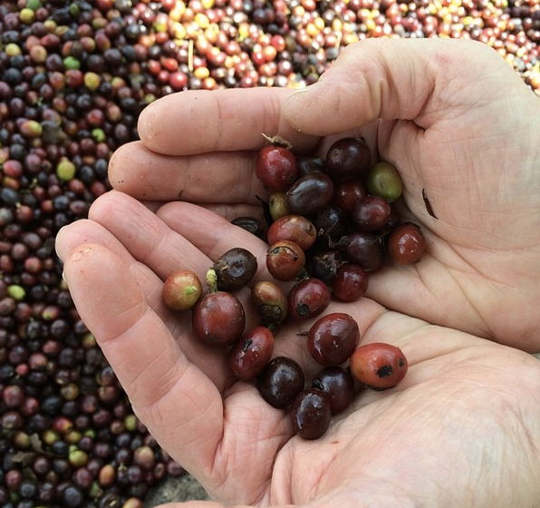 Cornell Study Shows a Cup of Coffee a Day May Keep Retinal Damage Away