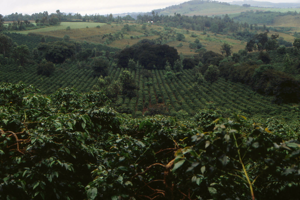 Study: Biodiversity leads to Better Coffee Harvests